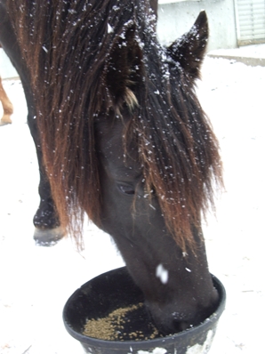 Honour, in the snow, eating...