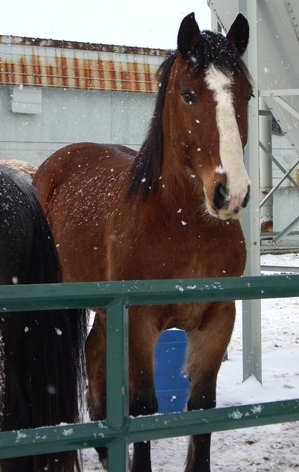 Max, in the snow...